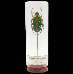 Stephanorrhina guttata——坦桑尼亞的寶石甲蟲