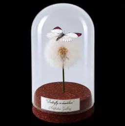 Colotis regina on dandelion in Glass cloche 12 cm, South Africa