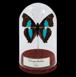 Doxocopa cherubina in Glass Cloche 10 cm, Peru