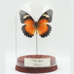 Cethosia hypsea – The Fiery Butterfly of the Philippines