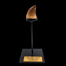 Mosasaur Tooth – Relic of a Cretaceous Sea Predator