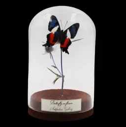 Ancyluris formosissima on Dried Bloom in Glass Cloche