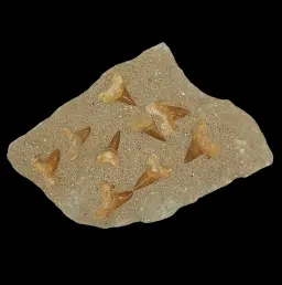 1 597 gr Plate of Fossilised Otodus Sharks Teeth
