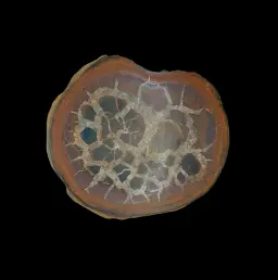 Natural Desert Septaria “Dragon Stone”, 238 gr