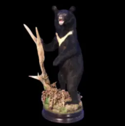Asiatic Black Bear – Full Body Standing Mount
