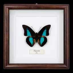 Prepona laertes in Frame, Peru