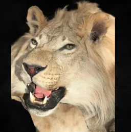 African Lion Rug – A Regal Emblem of the Savanna