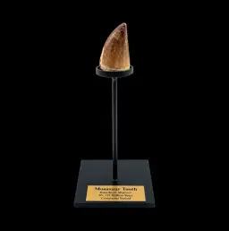 Mosasaur Tooth – Relic of a Cretaceous Sea Predator