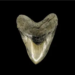 Megalodon tooth