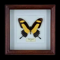 安第斯巨型鳳蝶：秘魯框中的 Papilio torquatus