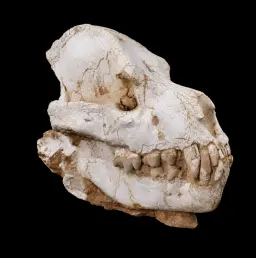 Dinocrocuta Skull - Relic of a Miocene Bone-Crushing Predator