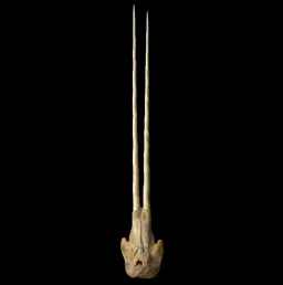 Exceedingly Rare Narwhal Skull with Dual Tusks – Marvel of the Arctic