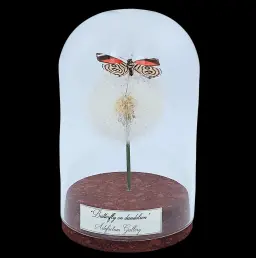 Callicore sp. on dandelion in glass cloche, Peru