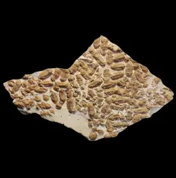 Fossil Plate with Mass Aggregation of Trilobites, Paleozoic Era