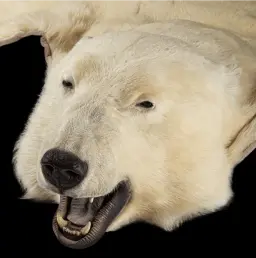 Cream Arctic polar bear fur rug, Canada
