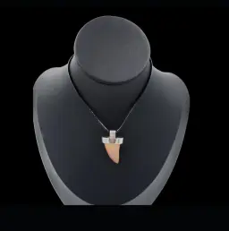 Mosasaur Tooth – 6.2 gr, Height 2.1 cm x 1.6 cm