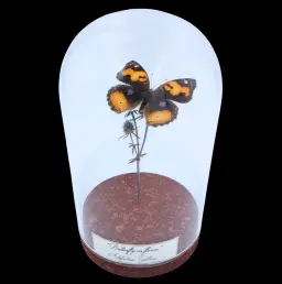 Junonia hierta on dandelion in Glass cloche, South Africa