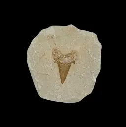 167 gr Plate of Fossilised Otodus Shark's Tooth