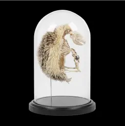 Hedgehog Skeletons Encased in a Glass Cloche