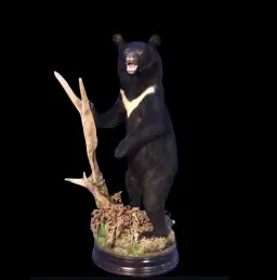 Asiatic Black Bear – Full Body Standing Mount