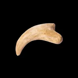 Claw Alxasaurus Sp. Dinosaur