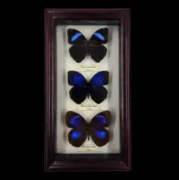 Collection of Thaumantis butterflies in Frame, Southeast Asia