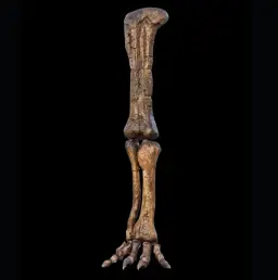 Cast of Camarasaurus Leg, 3D printed