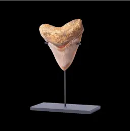 Megalodon tooth 11.7 museum quality (Indonesia)