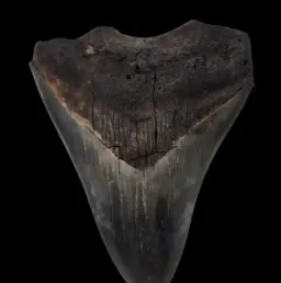 Megalodon Tooth, 67gr, h 10.2cm, circa 13 mln years old