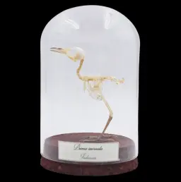 Prinia Inornata Skeleton in Glass Cloche – Delicate Testament to Nature’s Elegance