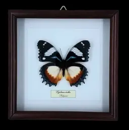 Velvet Jewel of Madagascar: Hypolimnas dexithea in Frame