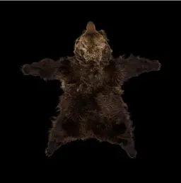 Regal Russian Heritage: Luxurious Brown Bear Rug from Siberia's Heartland