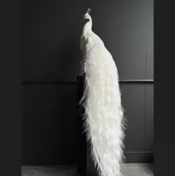 Full-Mount White Peacock (Albino)