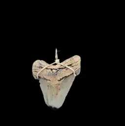 Megalodon Tooth, Pendant, 9gr