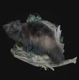 Siberian Elegance: Exquisite Sable Mount from Russia's Taiga Forests
