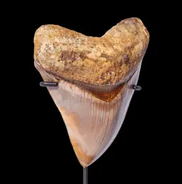 Megalodon tooth,16.2 museum quality