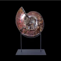 Ammonite Craspedodiscus Discofalcatus