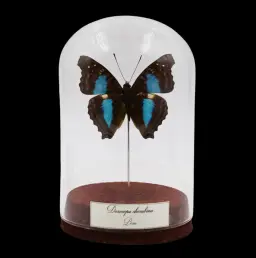 Doxocopa cherubina in Glass Cloche – Purple Majesty of Peru