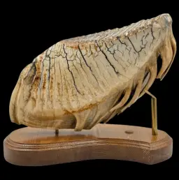 Majestic Mammoth Molar – A Glimpse into the Prehistoric Past