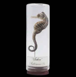Mediterranean Seahorse Encased in Glass – Marine Jewel Preserved
