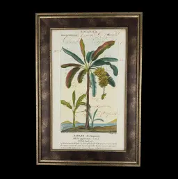 Painting on Ancient Manuscript – Banano dei Sapienti