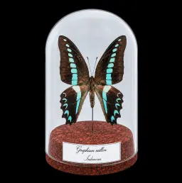 Graphium milon in Glass Cloche 12 cm, Indonesia