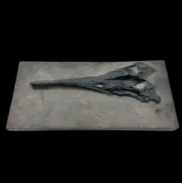 Fossilized Rostrum of Mixosaurus – Testament to Ancient Seas