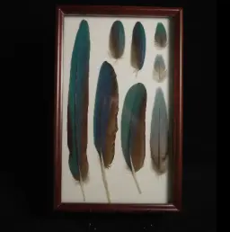 Exquisite Feathers of the Grey-Blue Hyacinth Macaw in Frame