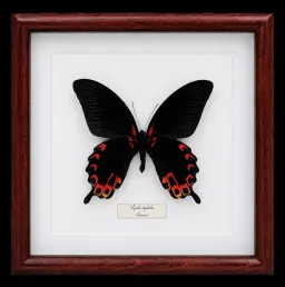 Papilio deiphobus in Frame, Indonesia