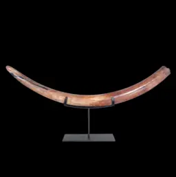 Mammoth tusk (Mammuthus primigenius), 6.5 kg