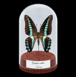 Graphium milon in Glass Cloche 12 cm, Indonesia
