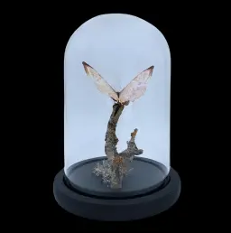 Morpho sulkowskyi in Glass Cloche 22 cm, Peru