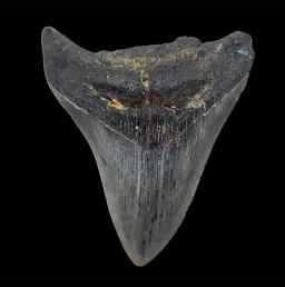 Megalodon Tooth, 120gr, h 10.3cm, 13mln years old