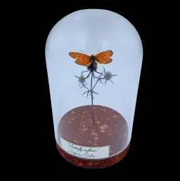 Zerenopsis leopardina on dandelion in glass cloche, South Africa